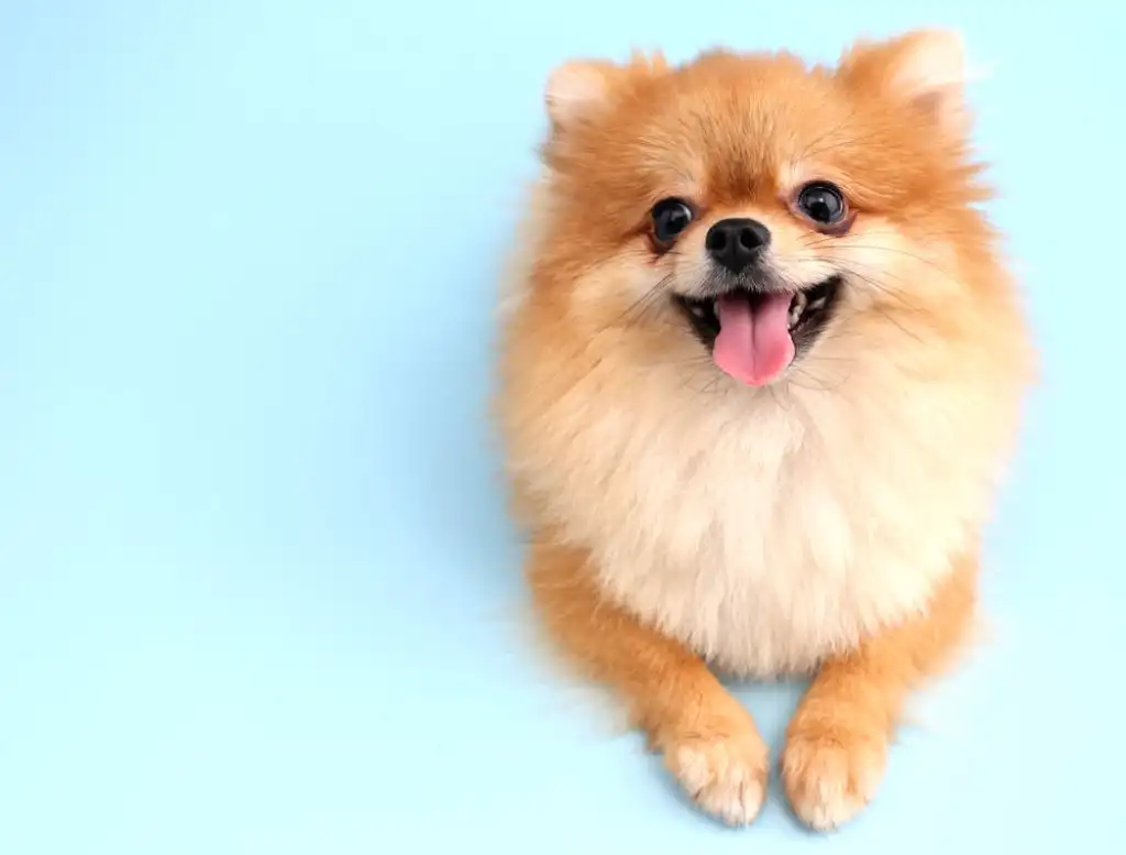 Adopta perros Pomerania y dales un hogar lleno de amor: encuentra los mejores lugares