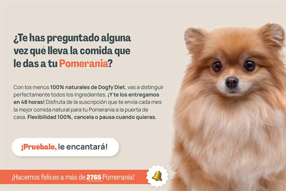 Beneficios asombrosos de los juegos de premios para perros Pomerania