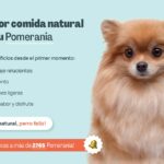 Beneficios de socialización canina para tu Pomerania: vida feliz y saludable