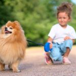 Beneficios de tener un perro Pomerania en casa con niños