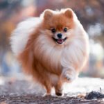 Conoce las características de los perros Pomerania: pequeños, peludos y llenos de personalidad