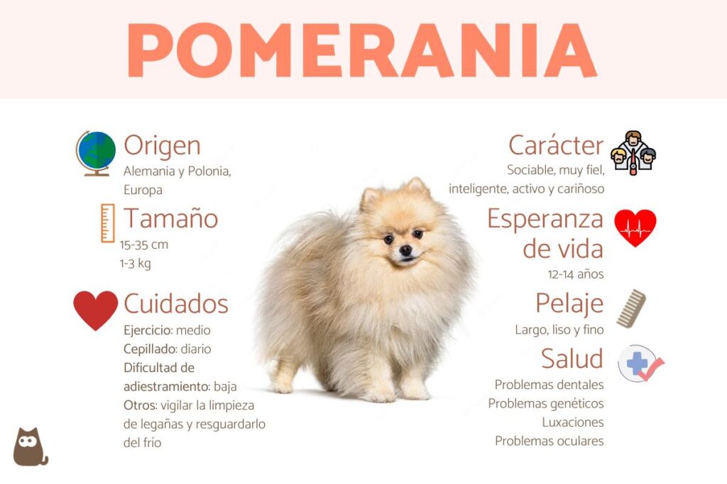 Conoce las características del Pomerania: físicas y de personalidad