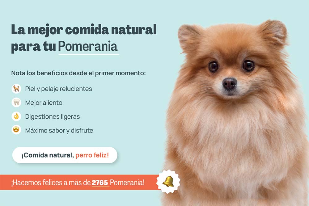 Consejos esenciales para cuidar y jugar con tu perro Pomerania