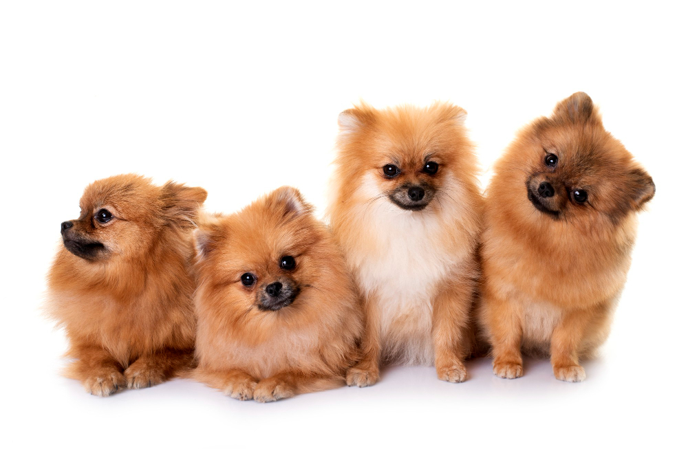 Consejos para adaptar a tu perro Pomerania a un nuevo entorno y hacerlo feliz