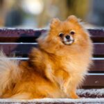 Consejos para adiestrar a tu perro Pomerania en el momento perfecto