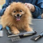 Consejos para cepillar el pelaje del Pomerania: técnicas esenciales