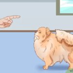 Consejos útiles para el cuidado saludable de perros Pomerania con alergias comunes
