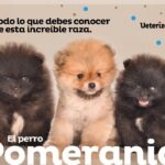 Controla la energía de los perros Pomerania: consejos efectivos