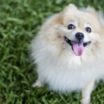Cuidados y tips para el bienestar del perro pomerania