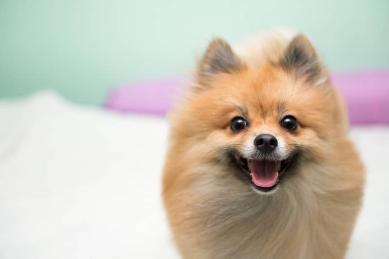 Descubre cómo cambian los colores de los ojos de los perros Pomerania a medida que crecen