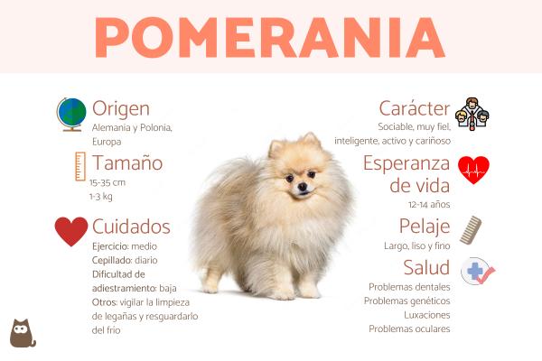 Descubre el encanto del Pomerania: aspecto físico y cuidados