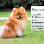 Descubre el peso del perro Pomerania adulto: ¡Conoce cuánto pesan estas adorables mascotas!