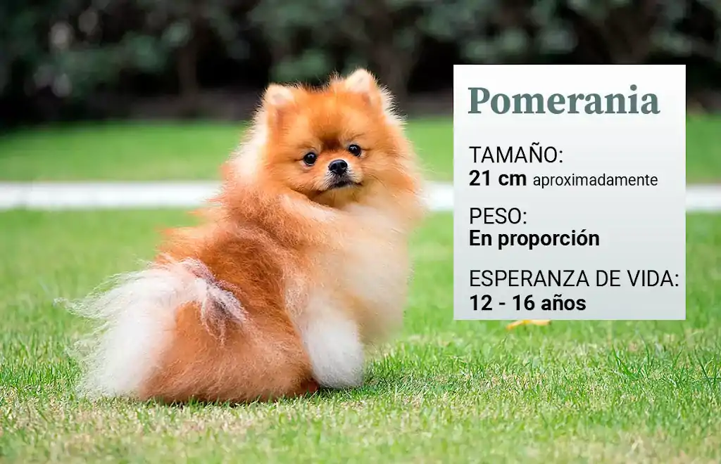 Descubre el peso del perro Pomerania adulto: ¡Conoce cuánto pesan estas adorables mascotas!