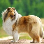 Descubre los colores y patrones de pelaje en razas caninas: Normas y tendencias