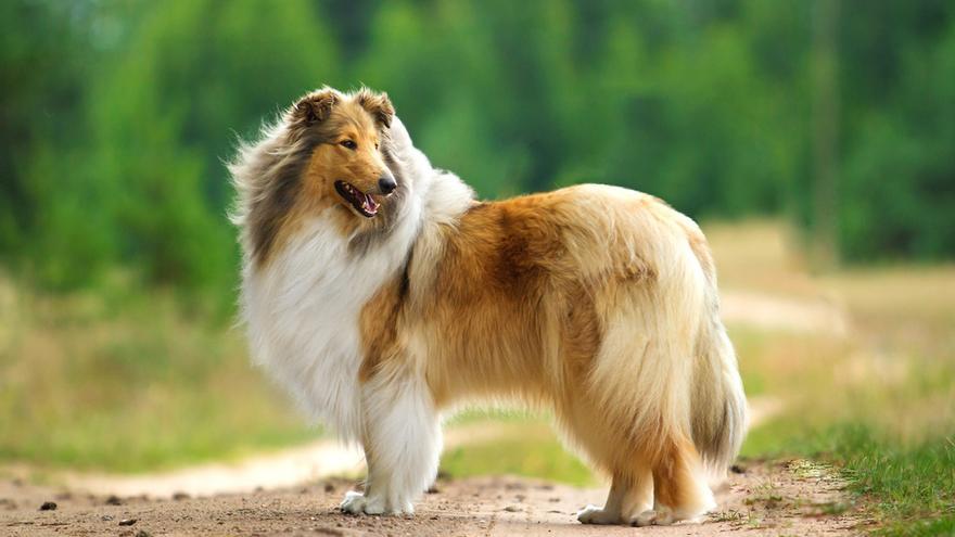 Descubre los colores y patrones de pelaje en razas caninas: Normas y tendencias
