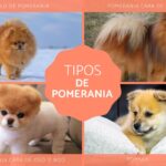 Descubre perros similares a Pomerania con orejas puntiagudas y erectas