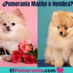 Diferencias orejas puntiagudas y erectas en Pomeranias: Machos vs hembras