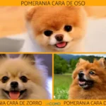 Diferencias perro Pomerania criador vs adoptado: Lo que debes saber
