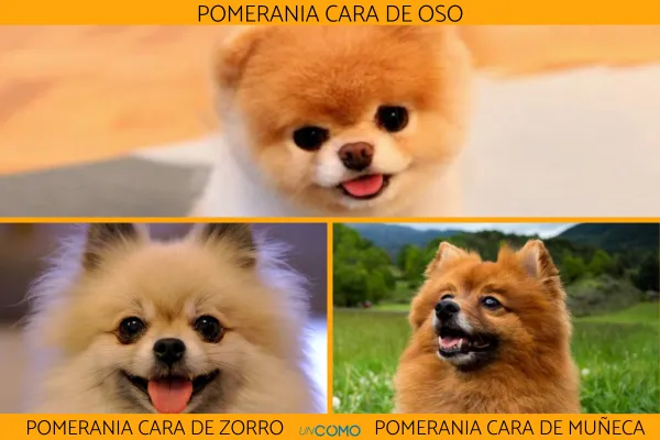 Diferencias perro Pomerania criador vs adoptado: Lo que debes saber