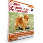 Domina la obediencia de tu perro Pomerania con adiestramiento experto