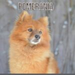 Guía completa para asegurar el bienestar de tu Pomerania: paseo seguro y feliz