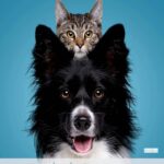 Guía de pruebas y exámenes para problemas renales en perros Pomerania