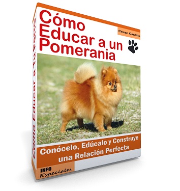Guía efectiva para entrenar Pomeranias: supera los desafíos