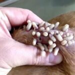 Gusanos en Pomeranias: síntomas y precauciones por infestación