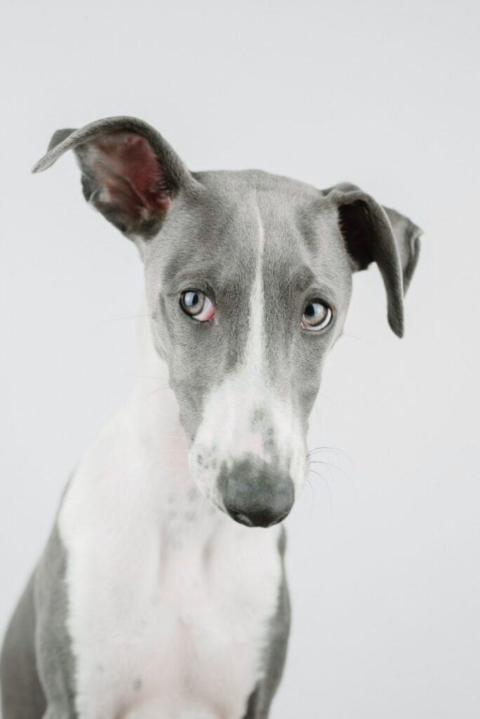 Importancia de las orejas en perros Pomerania: audición y comunicación canina