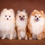La frecuencia ideal de alimentación para tu Pomerania: Mantén a tu perro feliz y saludable