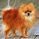Logros de perros Pomerania: Competiciones y reconocimientos destacados