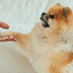 Mejora el bienestar y comportamiento de tu perro Pomerania con entrenamiento y socialización