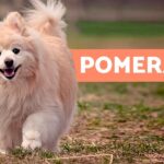 Mejora la salud de tu Pomerania con chequeos veterinarios regulares