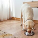 Mejora la salud renal de tu Pomerania con medidas dietéticas eficaces