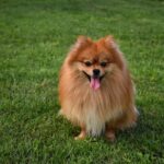 Perros Pomerania: Guía sobre sus orejas puntiagudas y erguidas