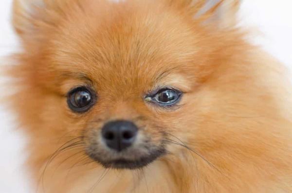 Pomeranias: Descubre si son propensos a problemas de ojos secos