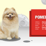 Tamaño promedio del Pomerania: la raza de perro encantadora