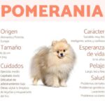Tipos de pelaje en los perros Pomerania: Características y cuidados